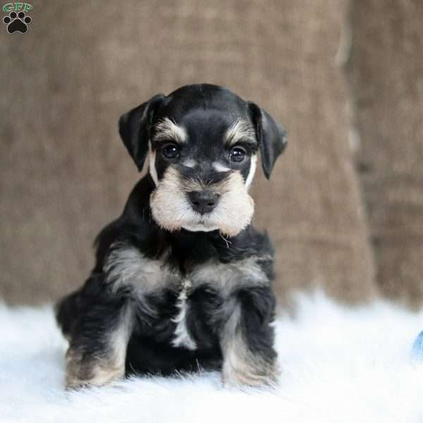 Finn, Miniature Schnauzer Puppy